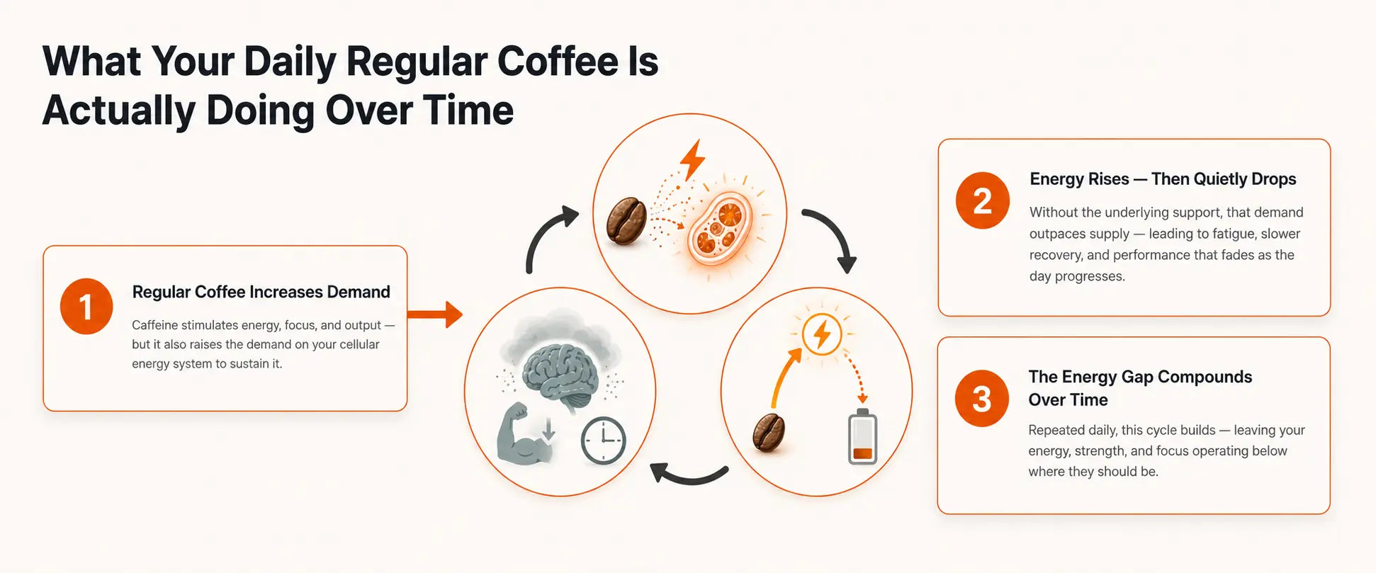 What regular coffee does to daily cellular energy over time